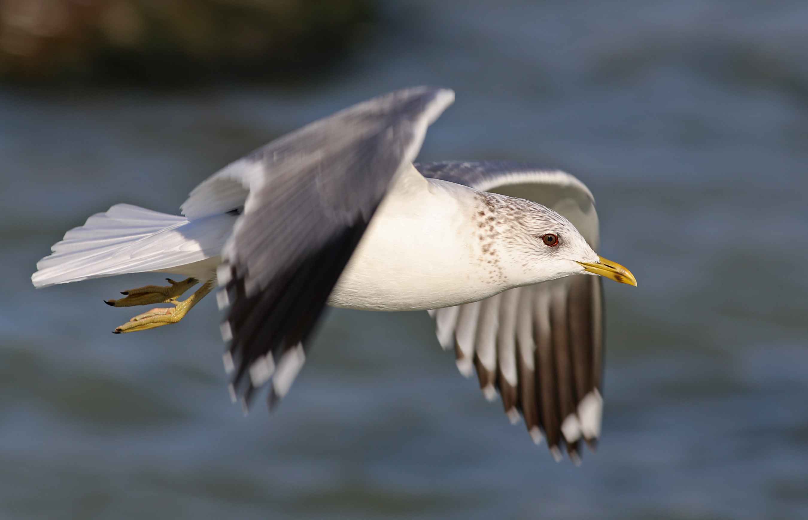 Mew Gull